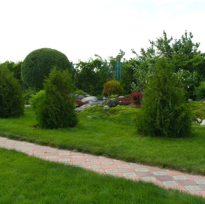 Тропинка средь деревьев и кустарников